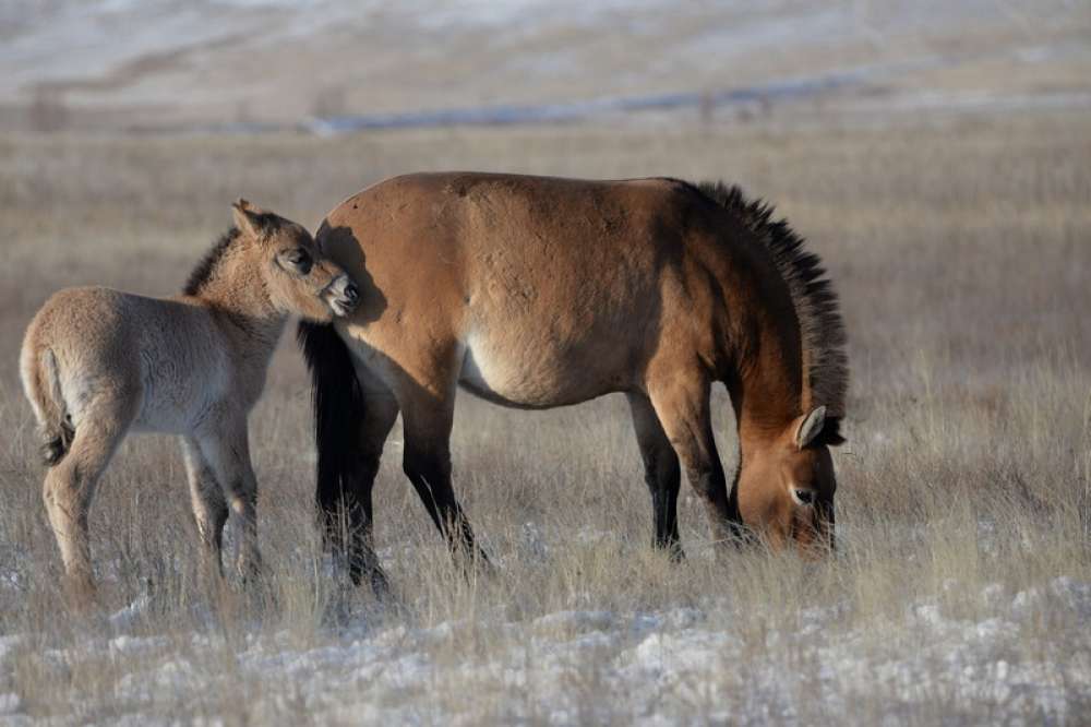 Лошадь пржевальского. среда обитания и образ жизни лошади пржевальского | животный мир