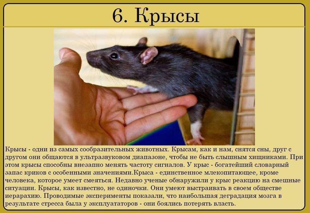 Топ 10 самых умных животных в мире