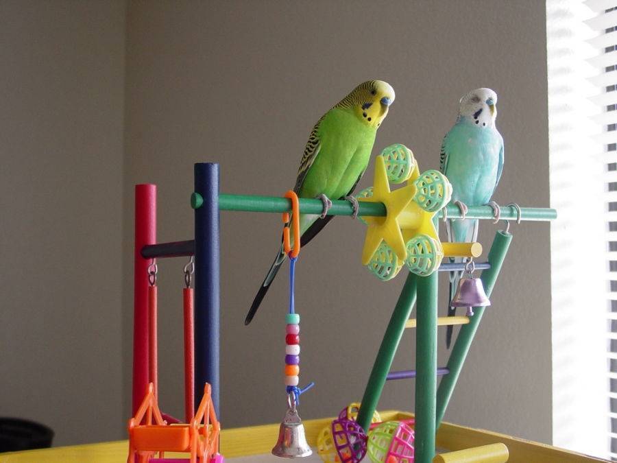 Как выбрать игрушки для попугаев волнистых