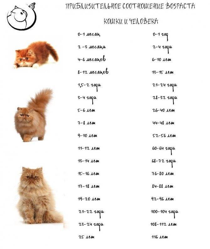 Сколько лет живут кошки? это вас удивит