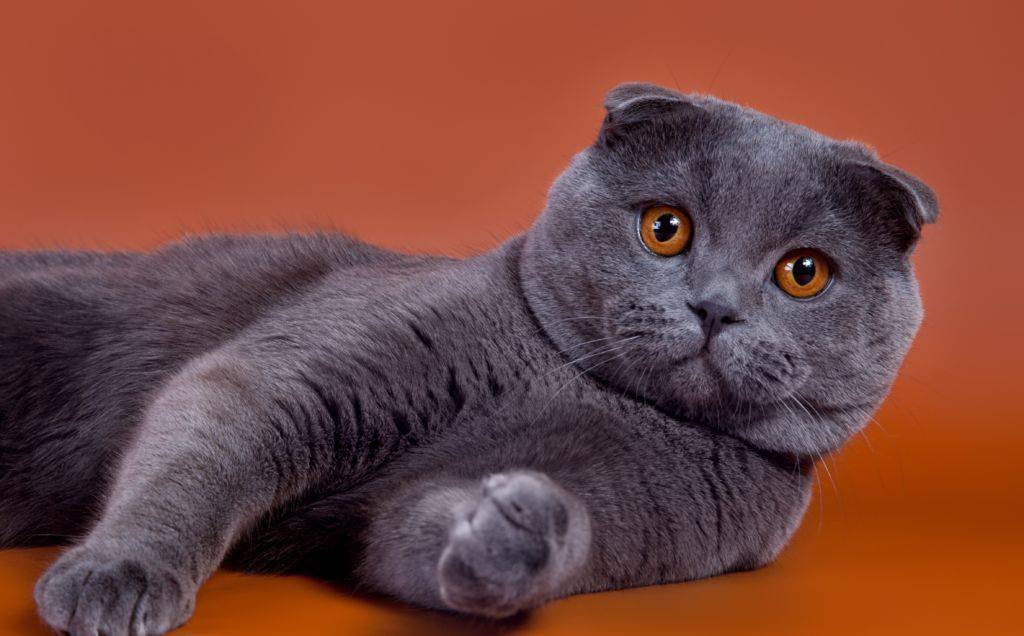 Шотландская вислоухая кошка: хайленд фолд, описание породы, фото