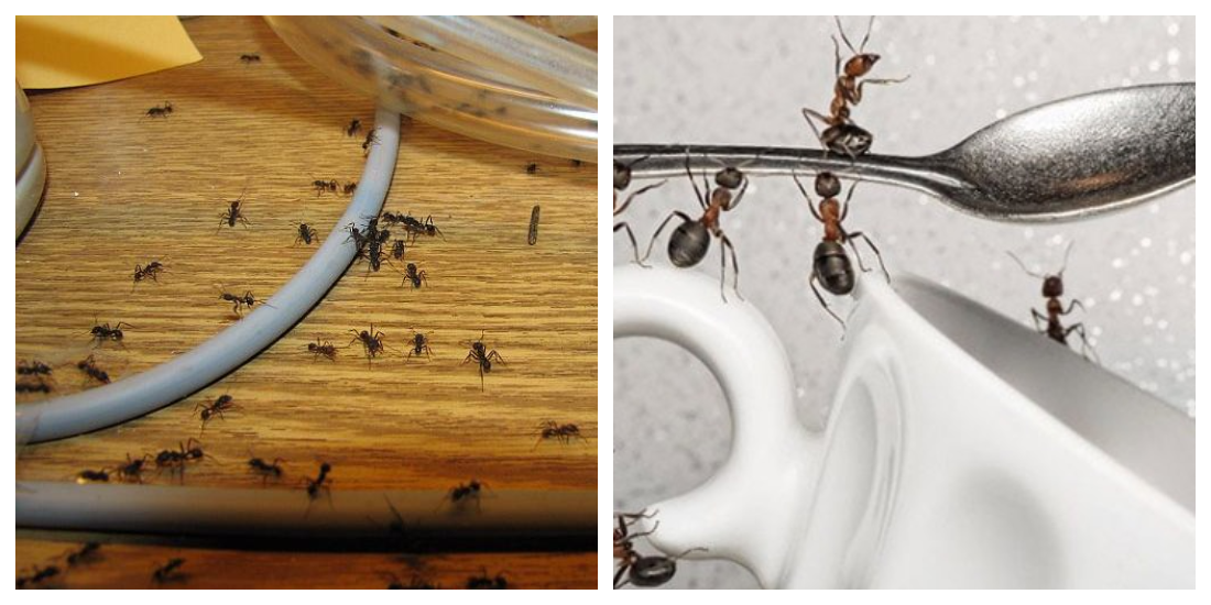 Как избавиться от пауков навсегда (в частном доме, в квартире, на балконе, в теплице) в домашних условиях: народные средства, химические препараты