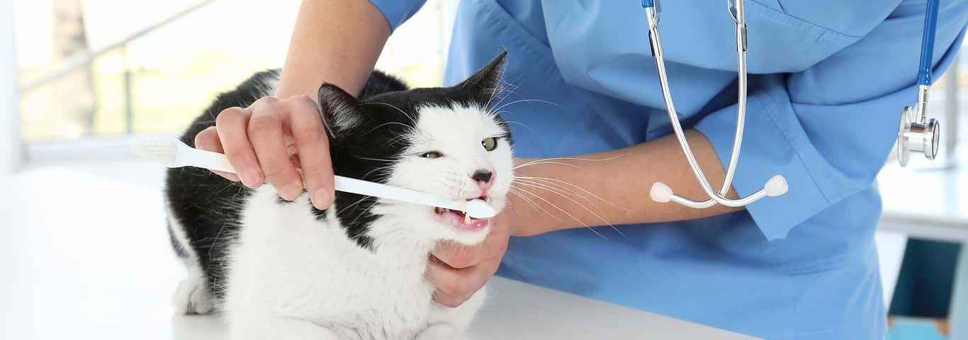 Как поддерживать здоровье зубов кошки в домашних условиях