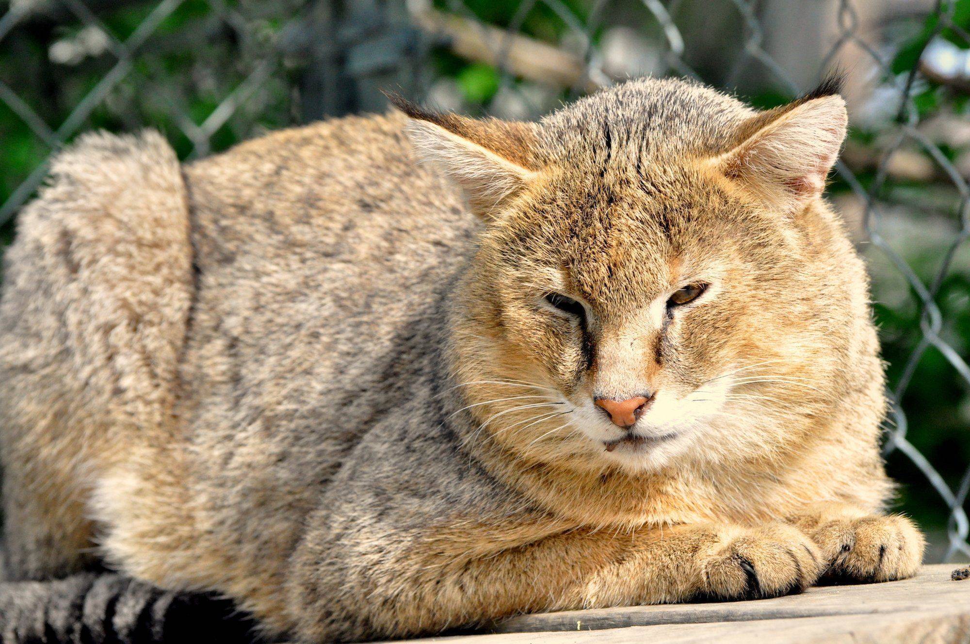 Камышовый кот фото описание, экстерьер, здоровье и содержание в неволе