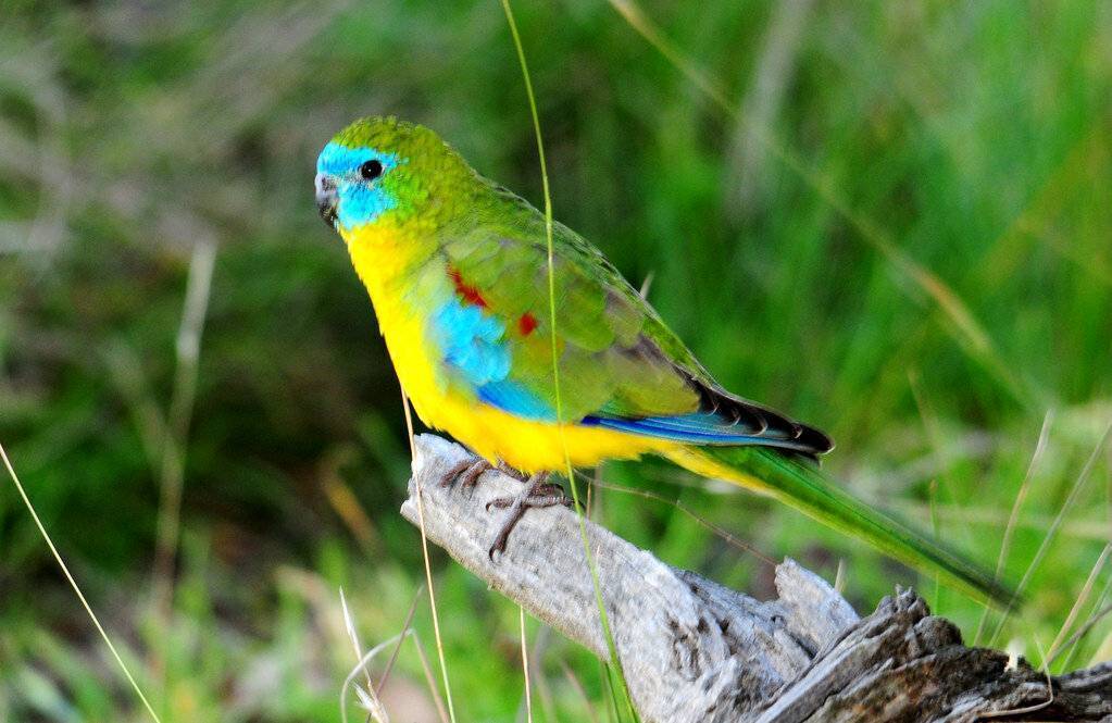 Травяной попугайчик: описание домашних птиц из Австралии