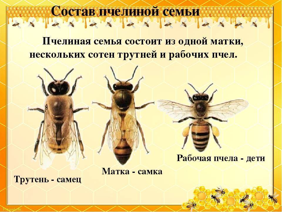 Сколько живет пчела:основные сроки жизни,рабочая особь, матка, трутень