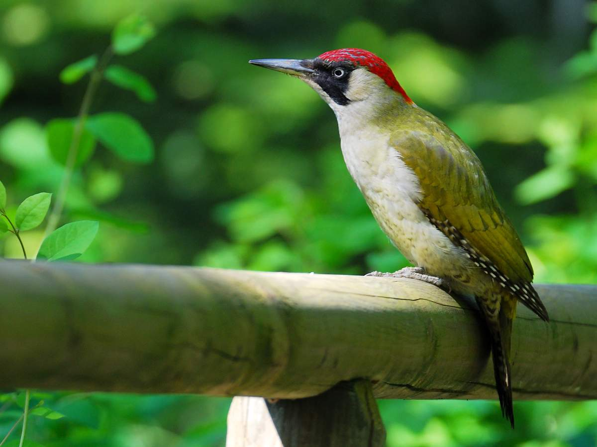 Зеленый дятел птица. образ жизни и среда обитания зеленого дятла | животный мир