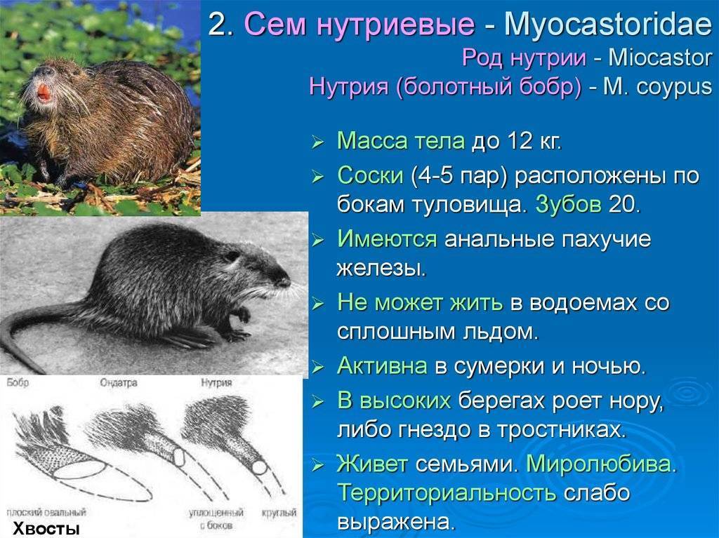 Нутрия (myocastor coypus): интересные факты, фото, виды