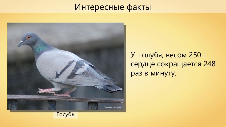Самые удивительные факты о голубях