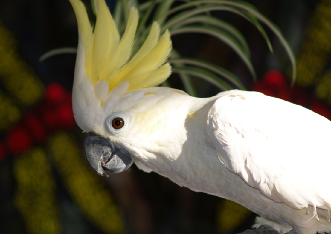 Попугай какаду: как выглядит и где обитает, чем кормить, содержание в домашних условиях, фото