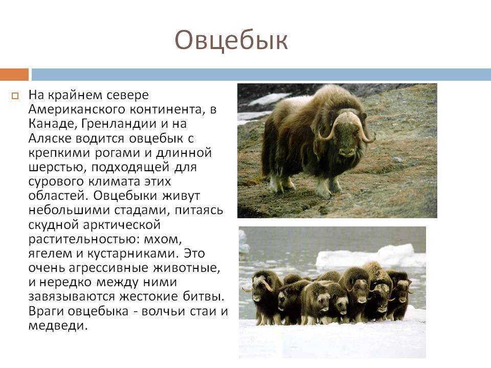 Овцебык животное. описание, особенности, виды, образ жизни и среда обитания овцебыка