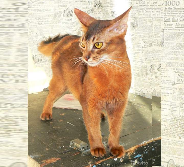 Сомалийская кошка: описание породы, характер, происхождение, особенности внешнего вида, ухода и содержания, фото