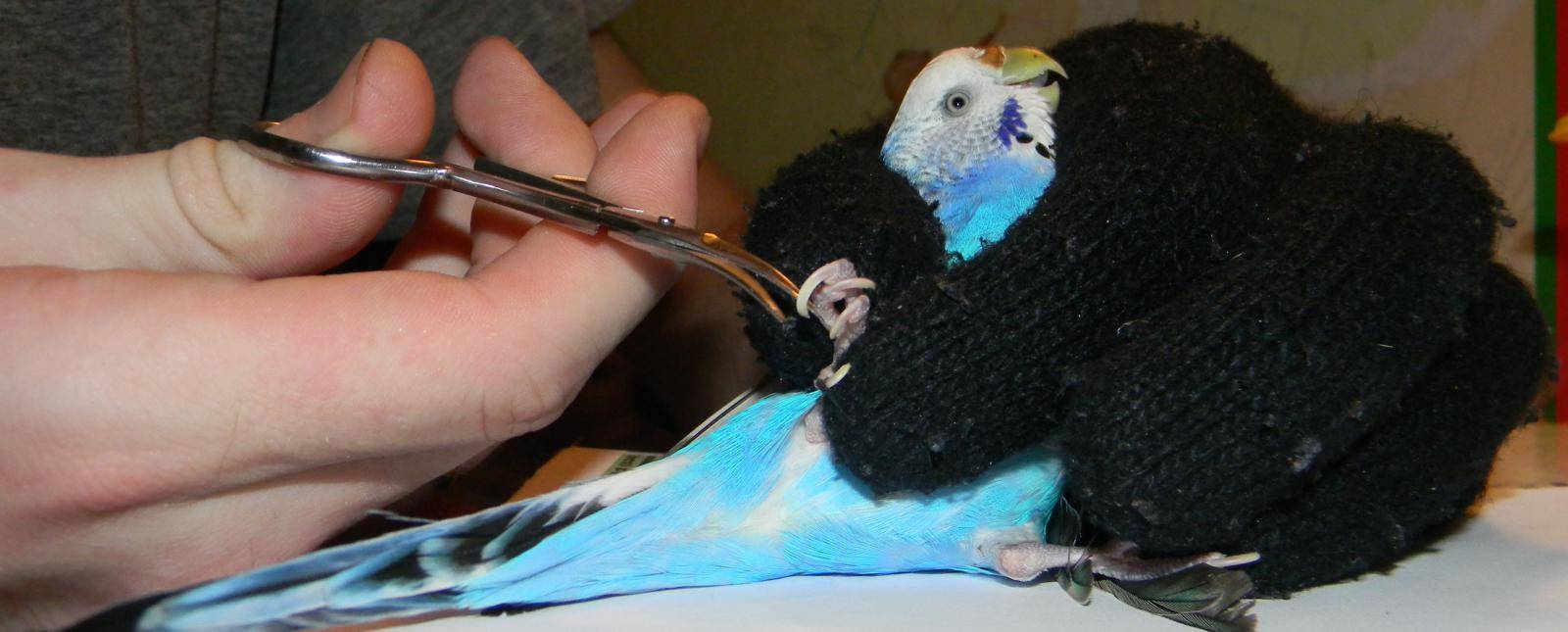 Как подстричь когти попугаю: волнистому, корелле, розелле, жако