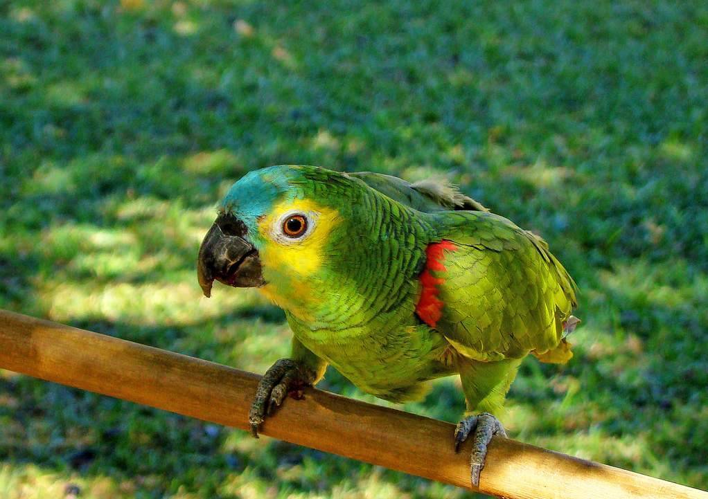 Попугай амазон, амазонский попугай, синелобый амазон (фото)