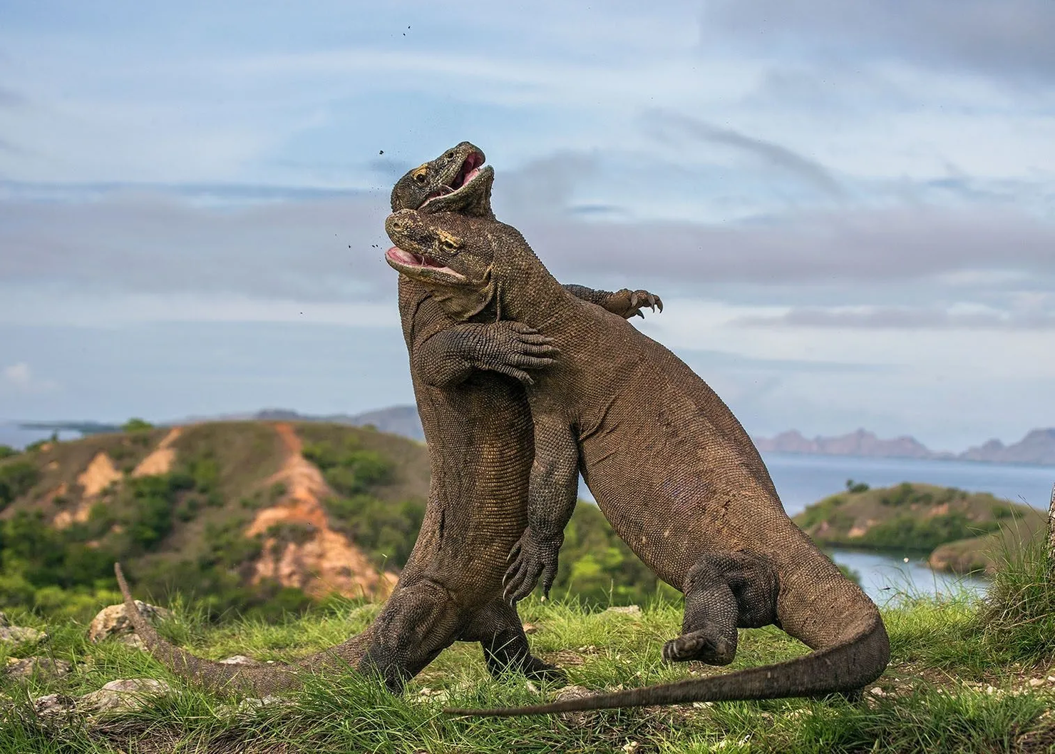 Самые интересные факты про комодского варана - короля ящериц — природа мира