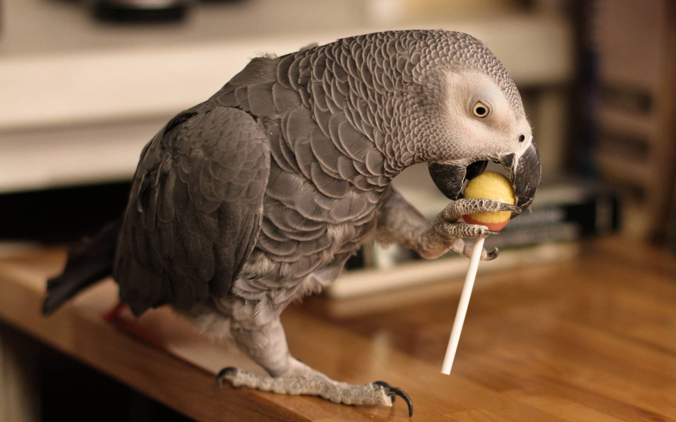 Уход и содержание попугая жако: основные правил
