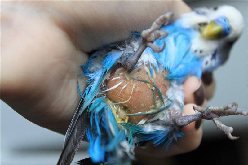 Линька у волнистого попугая: почему и птицы выпадают перья и как ей помочь