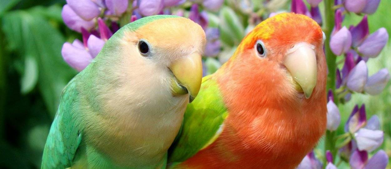 Все что нужно знать о говорящих попугаях: рассказываем развернуто