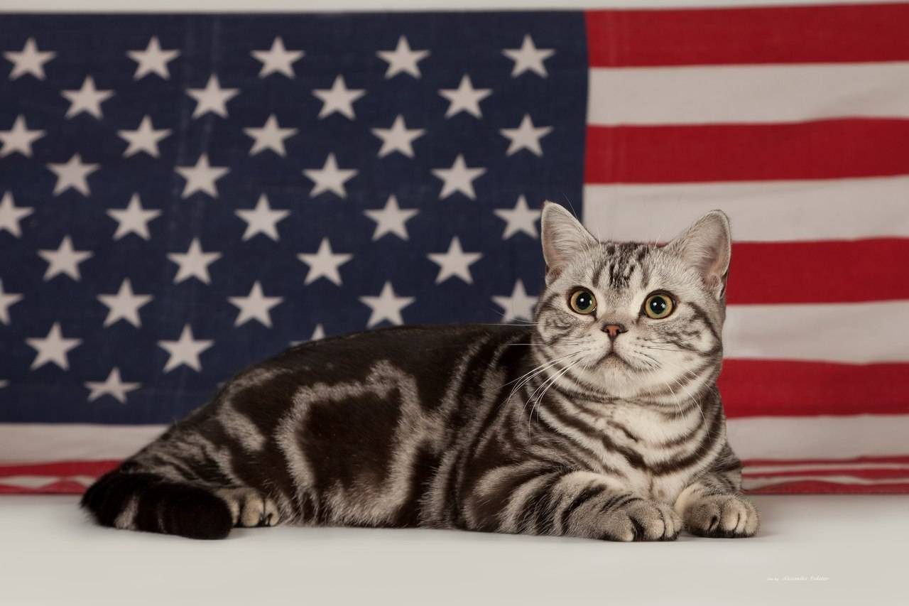 Американская короткошерстная кошка: описание породы