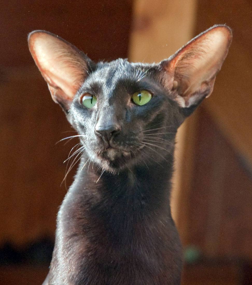 Ориентальная кошка - 83 фото крайне разговорчивой породы