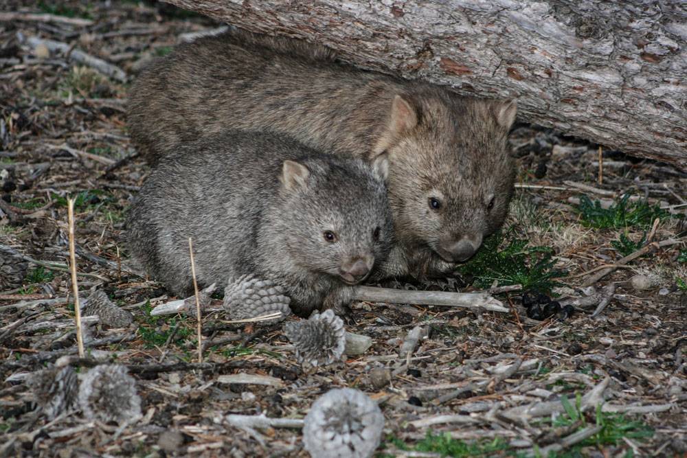 Вомбат - wombat - abcdef.wiki