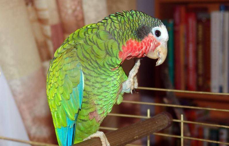 Роскошный попугай: представитель древнейшего австралийского вида