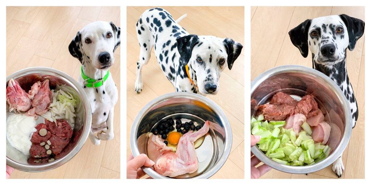 Чем лучше кормить собаку: плюсы и минусы натурального, промышленного и смешанного кормления, правильное меню для взрослой собаки и щенка