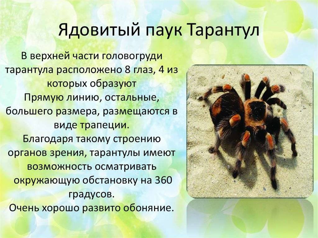 Действия при укусе разных ядовитых пауков