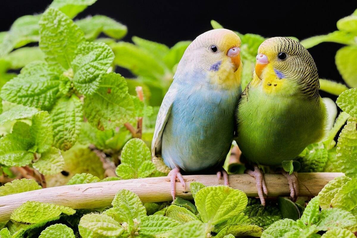 Размножение волнистых попугаев