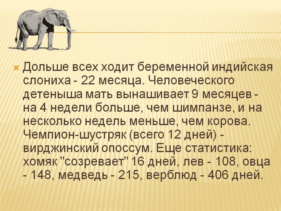 Сколько длиться беременность у слоних: почему у слонов самый долгий период вынашивания детеныша
