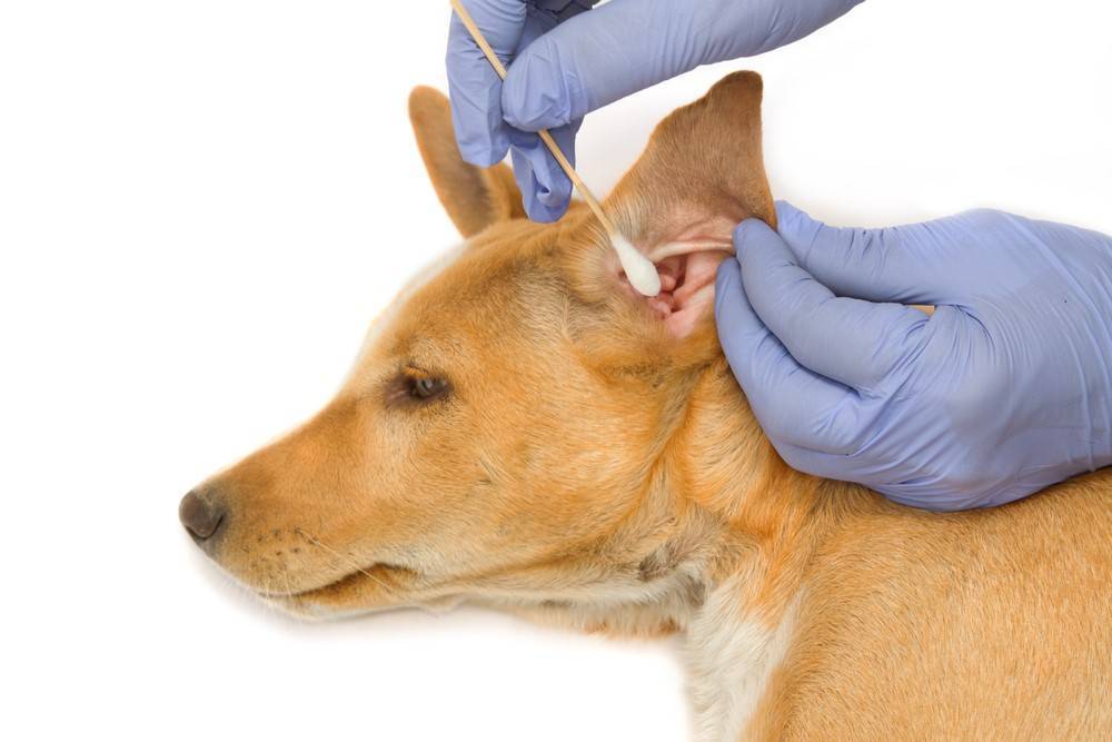Ушные болезни у собак: причины, виды, профилактические меры | блог ветклиники "беланта"