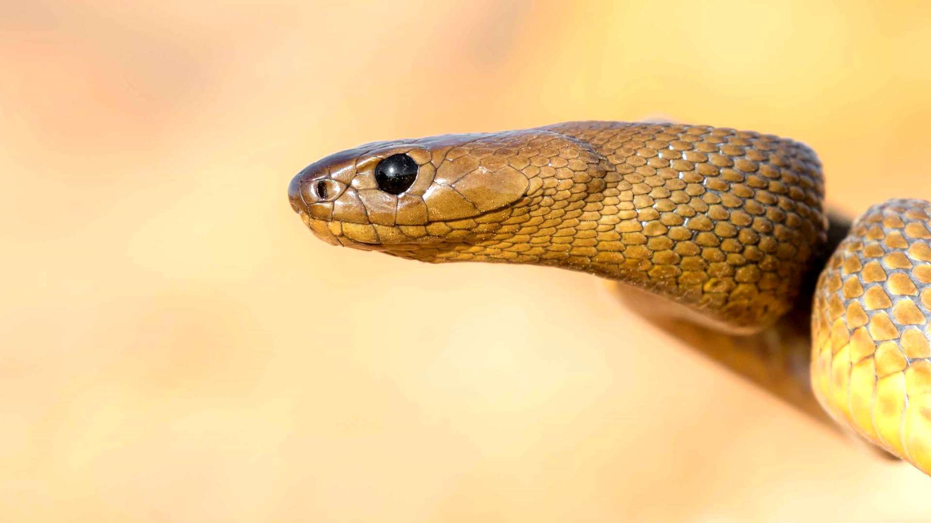 Тайпан змея. образ жизни и среда обитания змеи тайпан