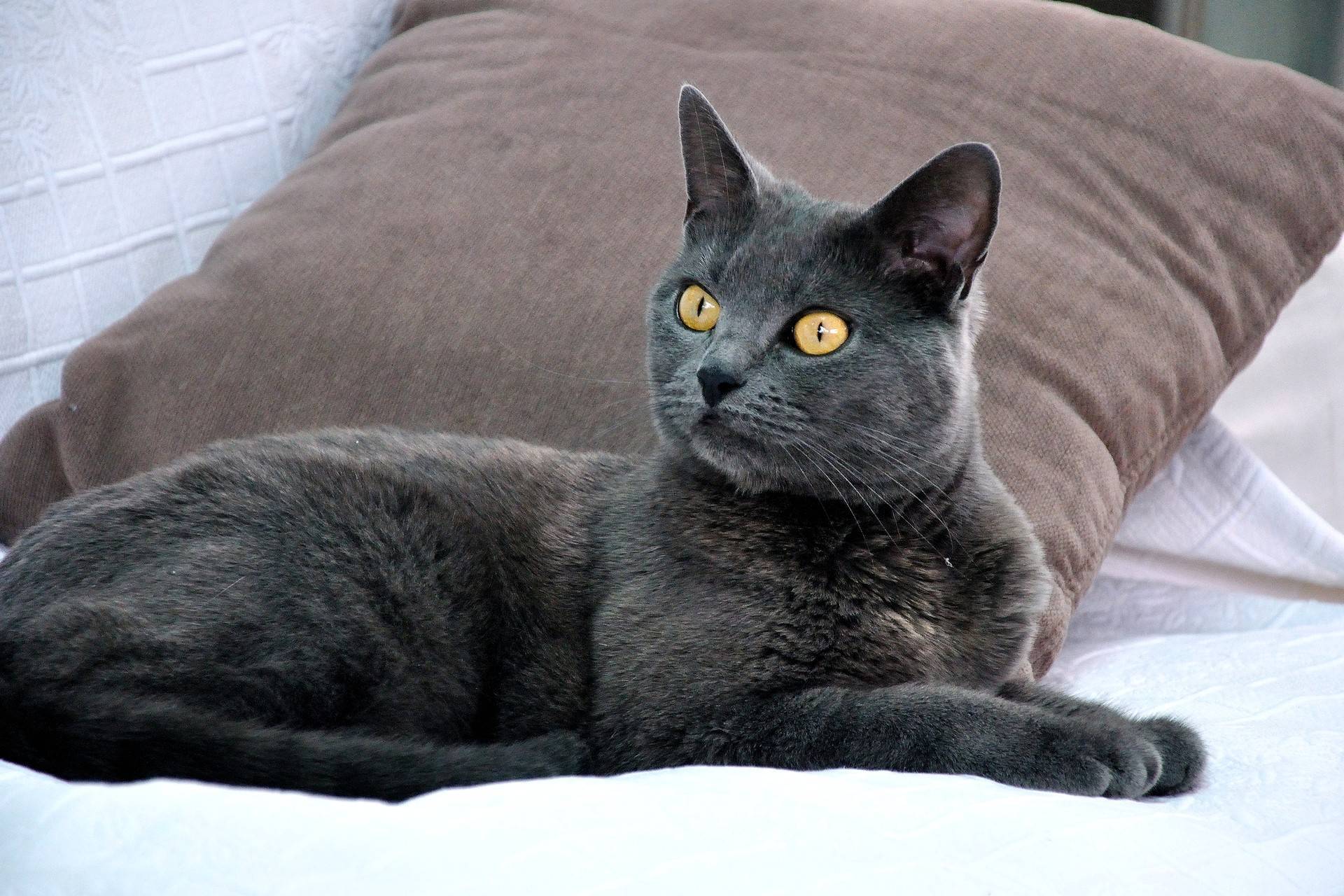 Картезианская кошка: цвет шерсти и характер шартреза, уход за питомцем и его содержание, выбор котёнка, отзывы владельцев, фото кота