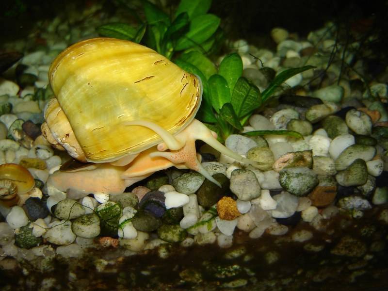 Виды аквариумных улиток - особенности и роль в экосистеме