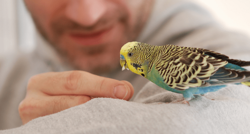 Самый легкий и правильный способ как приручить волнистого попугая к рукам