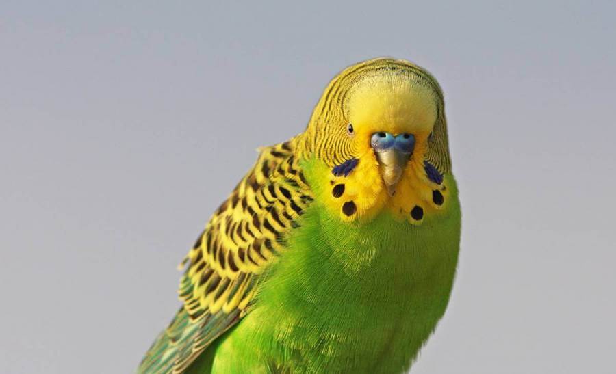 Красивые и оригинальные клички и имена для попугаев: для мальчиков и девочек