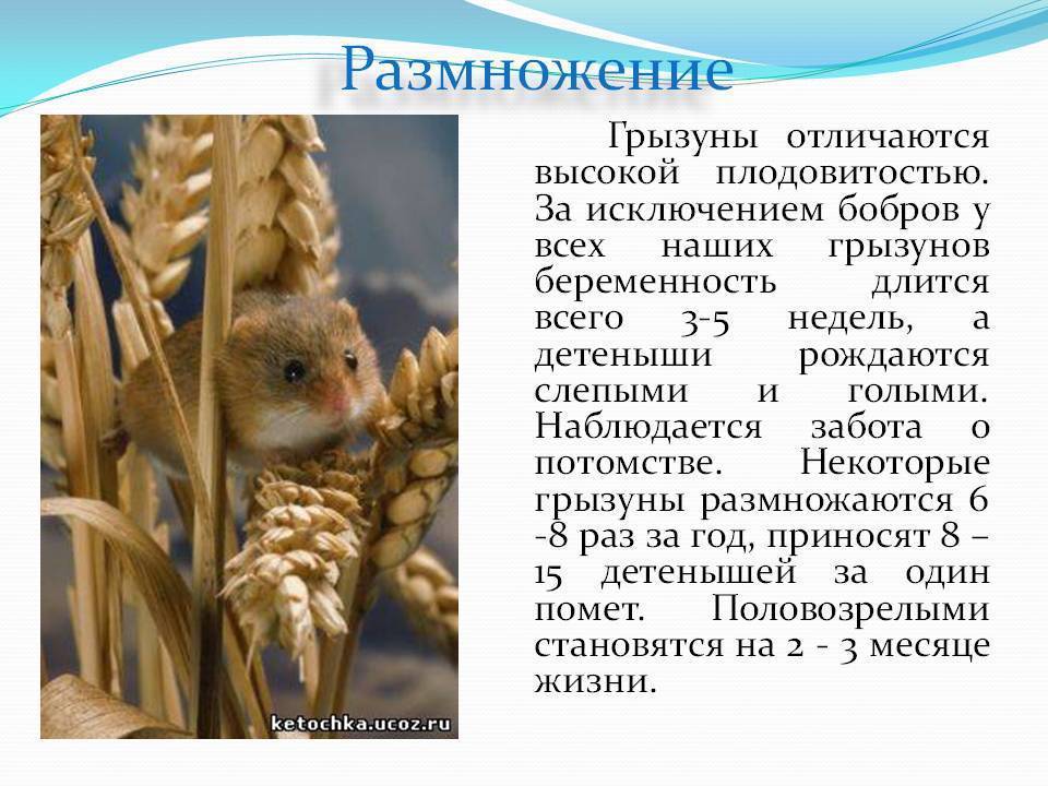 Декоративные домашние крысы: описание видов, чем кормить, как содержать