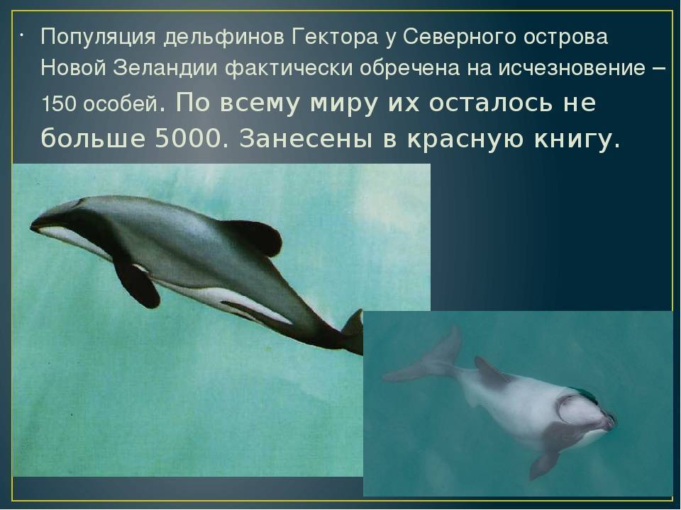Беломордый дельфин - фото, описание, ареал, рацион, враги, популяция