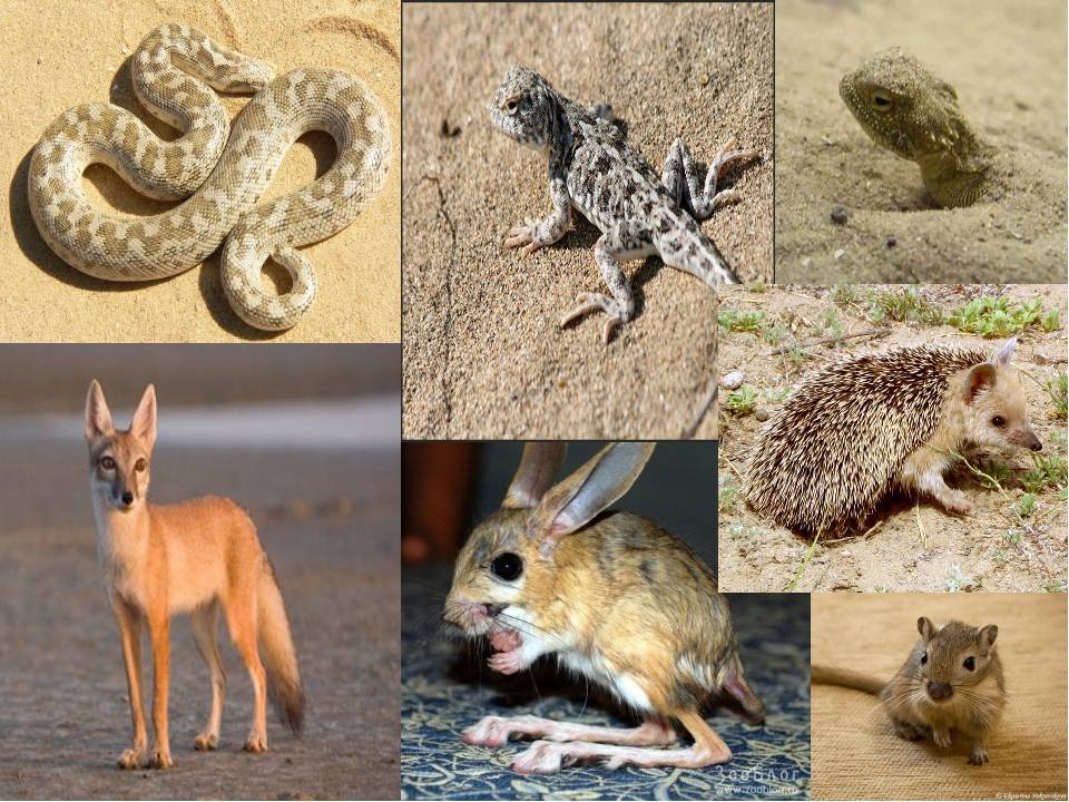 Животные-обитатели пустынь и полупустынь