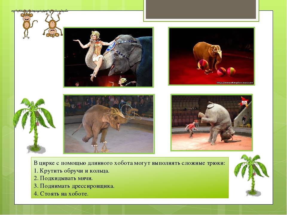 Почему у слона длинный хобот, значение и основные функции хобота слона