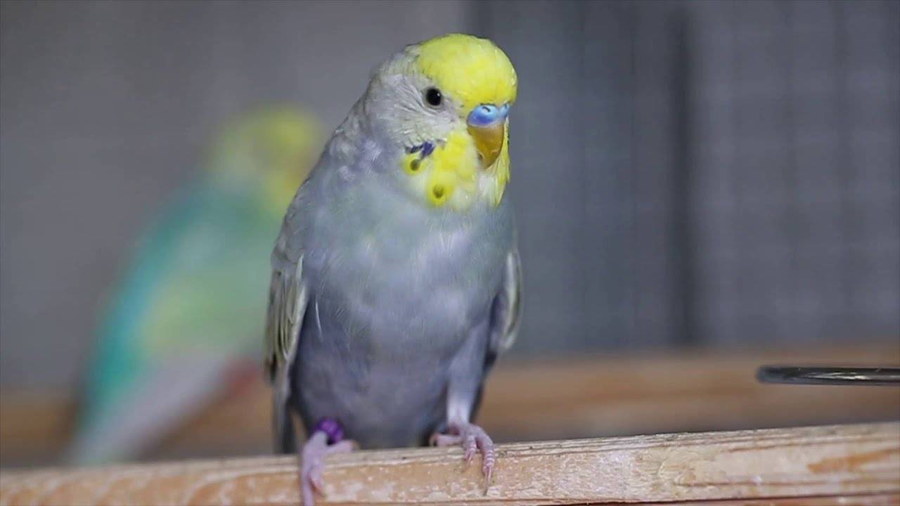 Радужный волнистый попугай и его особенности