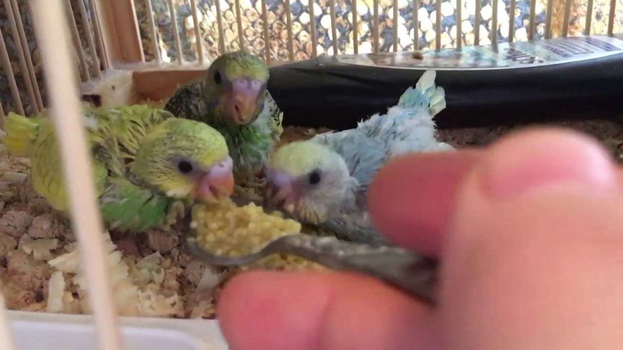 Особенности разведения волнистых попугаев