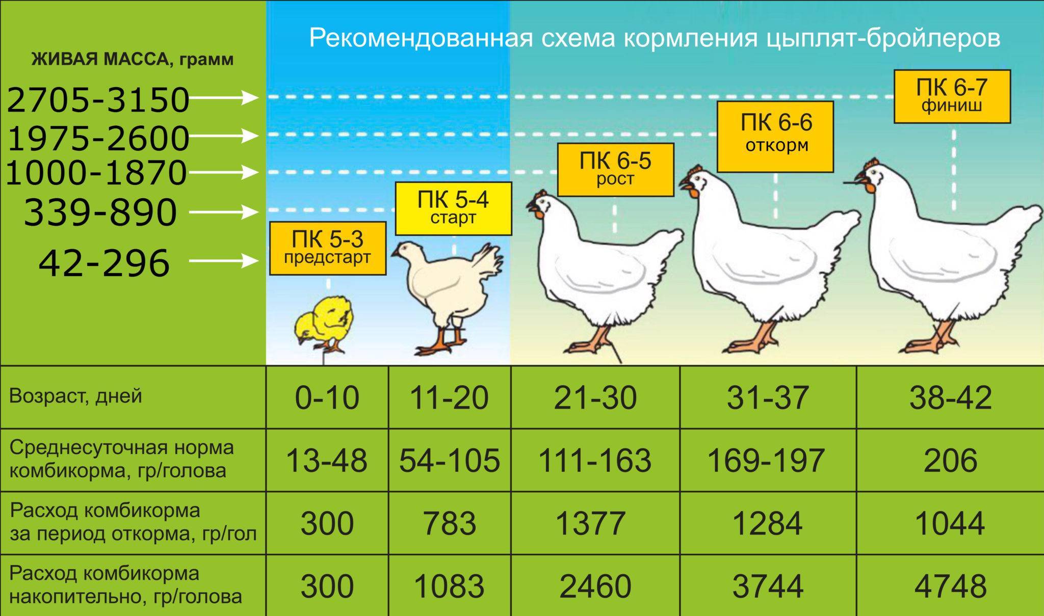 Чем кормить цыплят с первых дней жизни