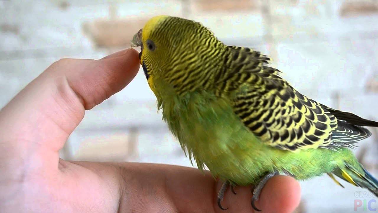 Почему попугай кусается, причины, как отучить птицу кусаться