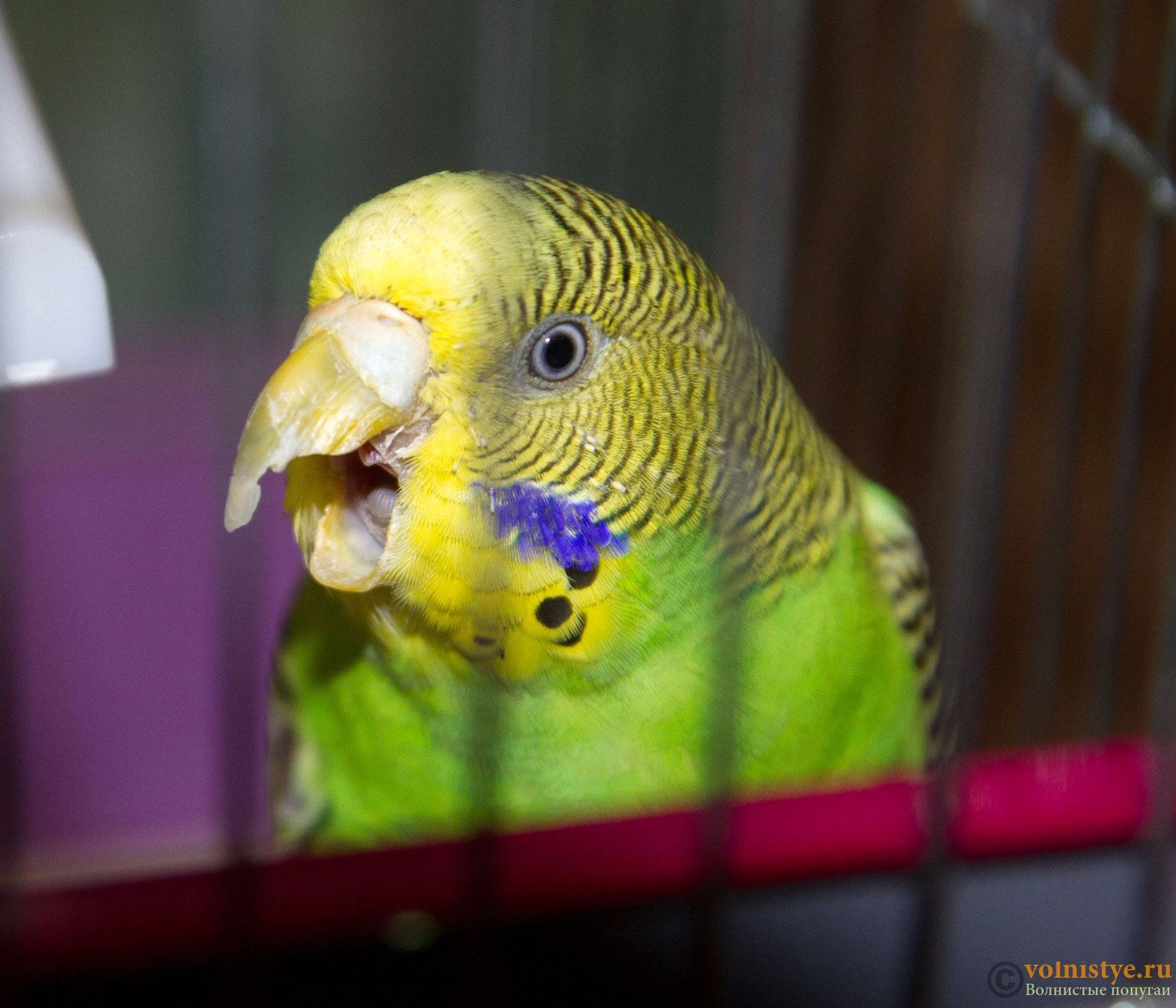 Почему попугай скрипит клювом?