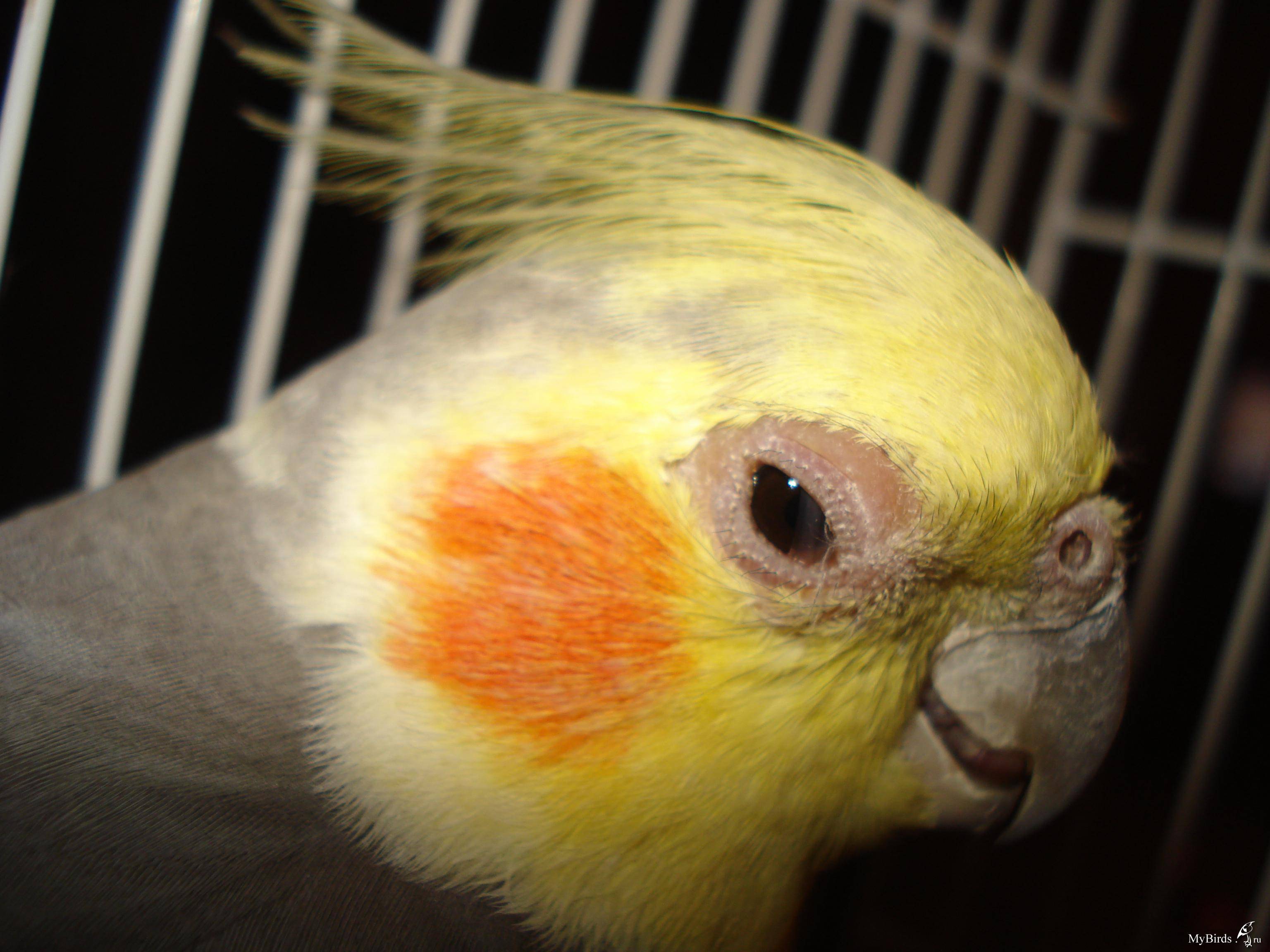 Почему корелла шипит: причины крика и шума попугая