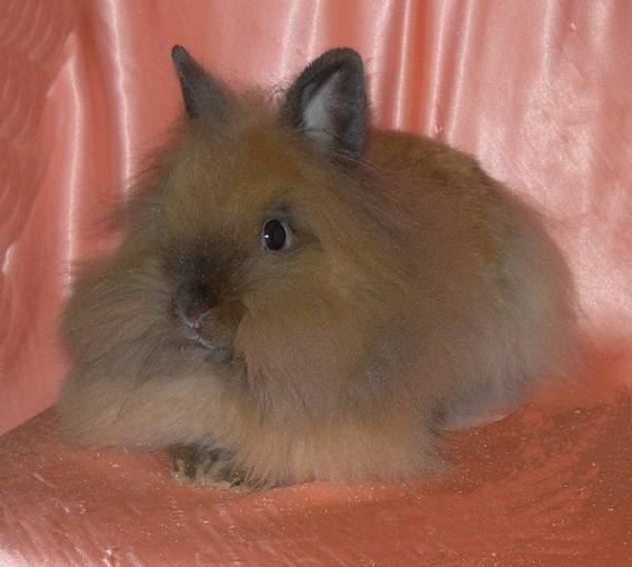 Львиноголовый кролик: описание, содержание и уход в домашних условиях. декоративные кролики