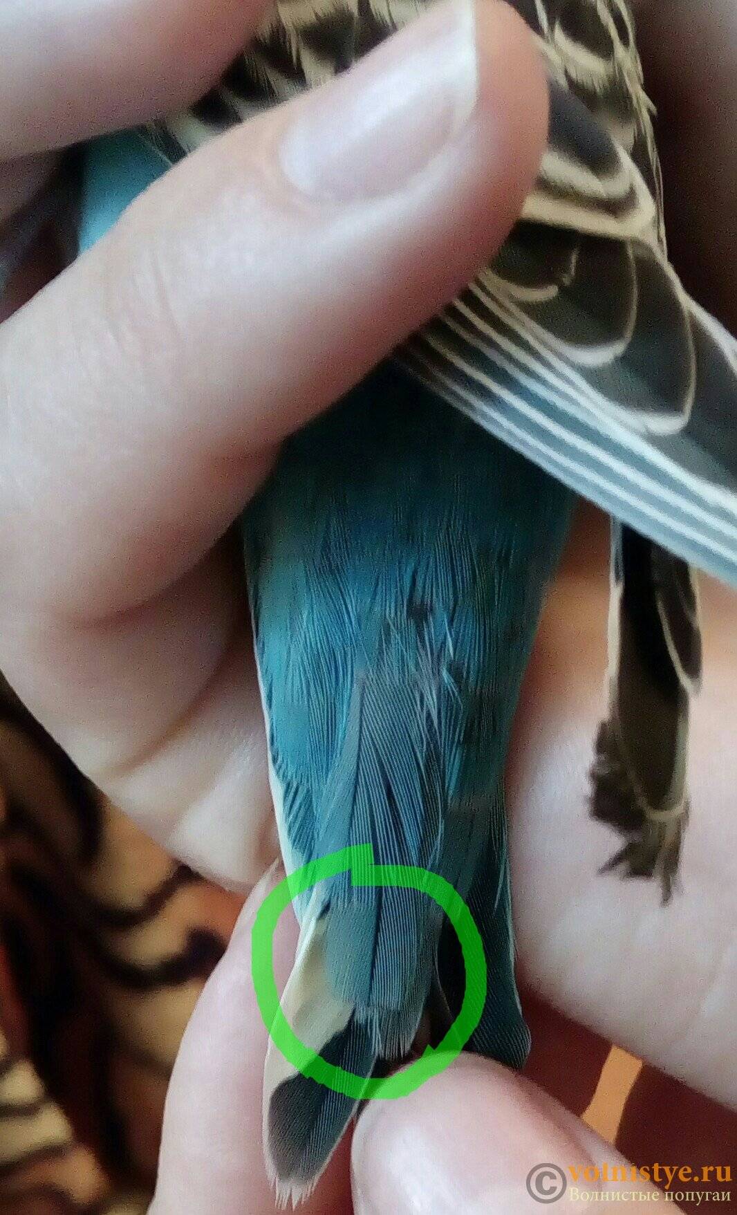 Почему у волнистого попугая выпадают перья из хвоста и крыльев