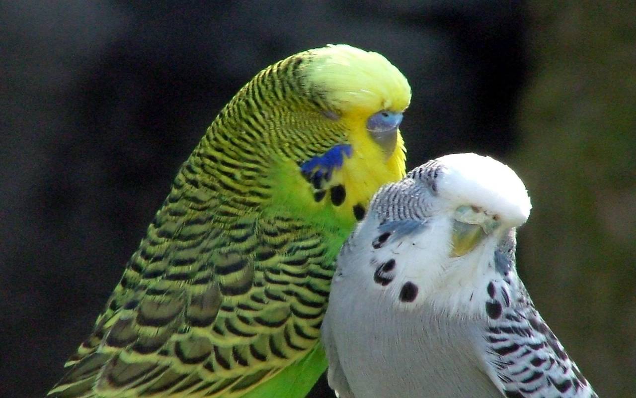 Брачный период у волнистых попугаев: когда наступает, признаки, как ведут себя птицы