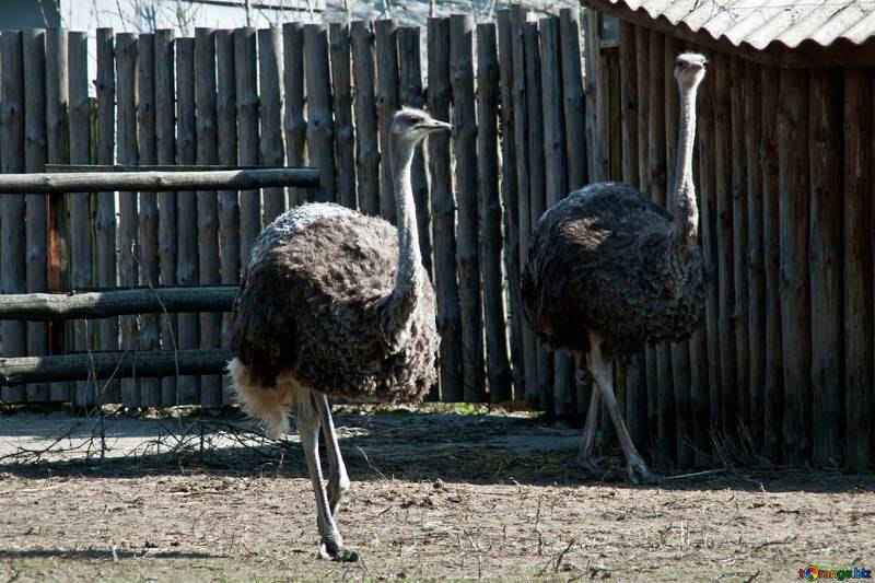 Разведение страусов в домашних условиях: с чего начать, бизнес план фермы, технология содержания и выращивания